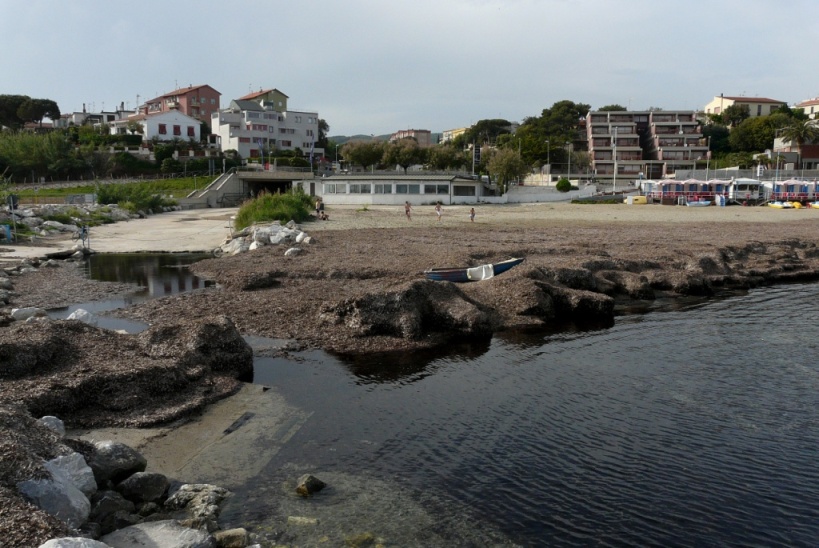 Rio Salivoli (Piombino) - rospi smeraldini in citt!